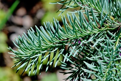 Pseudotsuga glauca 'Blue Wonder' - douglaska sivá - letní větévka